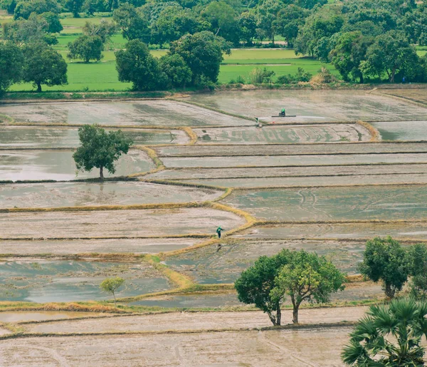 Rice Field Flood Season Giang Mekong Delta Vietnam — Stock Photo, Image