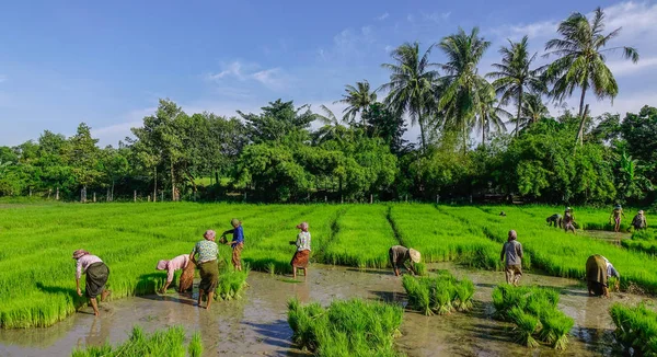 Can Tho Wietnam Września 2017 Rolnicy Pracujący Polu Ryżu Niełuskanego — Zdjęcie stockowe