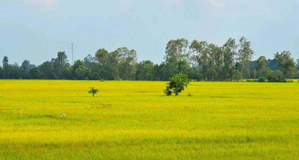 アンジャン メコンデルタ ベトナムの収穫期の水田 — ストック写真