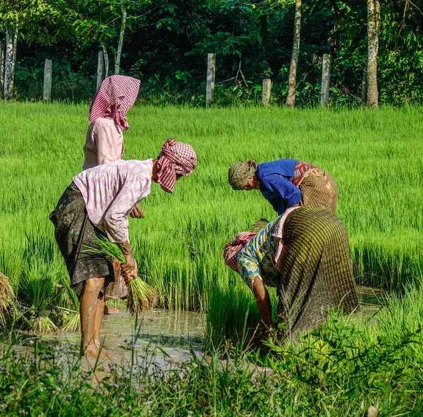 Can Tho Vietnam Sep 2017 Jordbrukare Som Arbetar Paddy Rice — Stockfoto