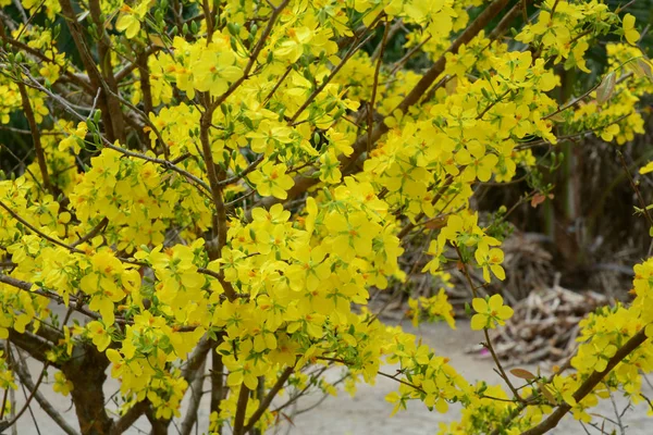 Цветы Ochna Integerrima Весной Юге Вьетнама — стоковое фото