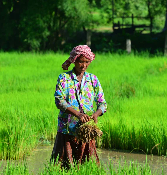 Can Tho Vietnam Sep 2017 Farmers Working Paddy Rice Field — Stock Photo, Image