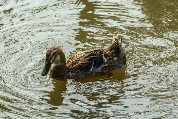 Pato Nadando Estanque Día Soleado Verano —  Fotos de Stock