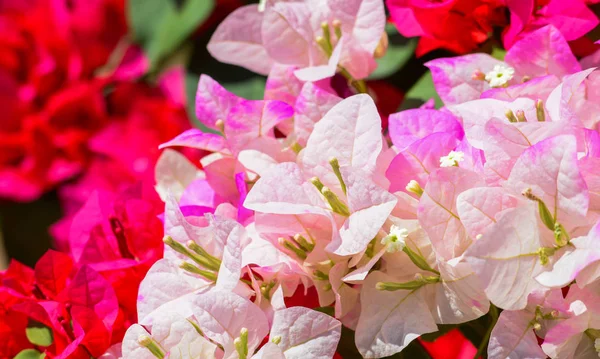 Schöne Magenta Bougainvillea Papierblumen Farbenfroher Farbe Bougainvillea Glabra Choisy — Stockfoto