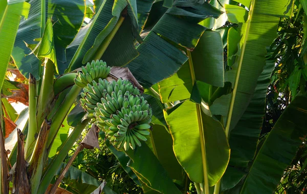 夏のプランテーションでバナナ植物と果物 — ストック写真