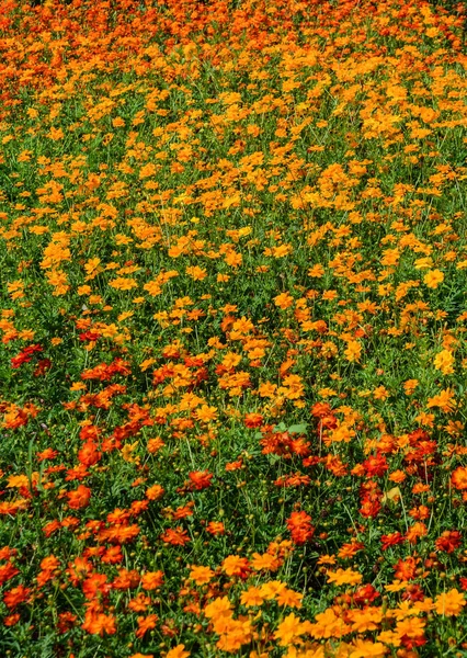 湄公河三角洲春季花田 — 图库照片