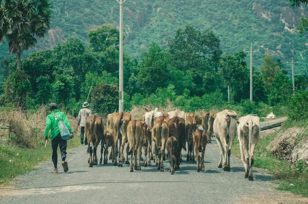 Dalat Vietnam Nov 2018 Group Cow Walking Road Dalat Located — Stock Photo, Image