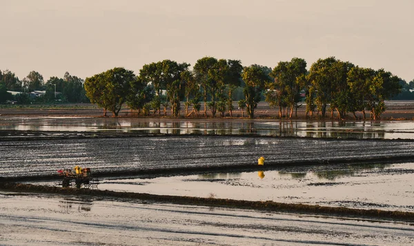 Rice Field Flood Season Giang Mekong Delta Vietnam — Stock Photo, Image