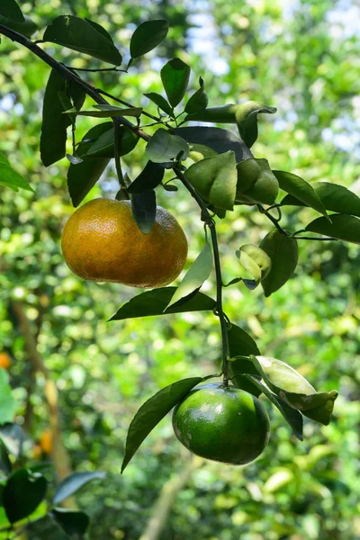 Mandarinkové Citrusové Plody Stromě Plantáži Mekong Delta Vietnam — Stock fotografie