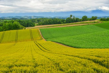 Yaz günü güzel kırsal manzara 