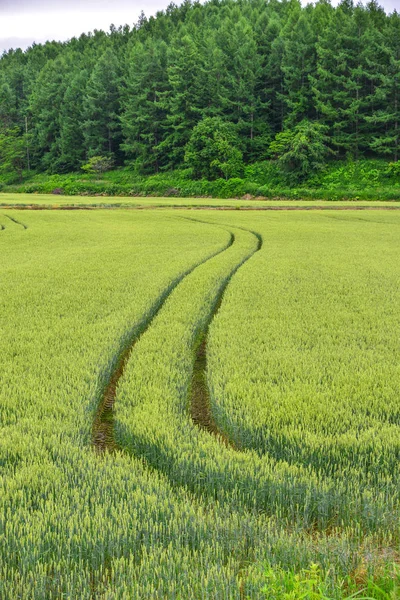 Hermoso paisaje rural en el día de verano — Foto de Stock