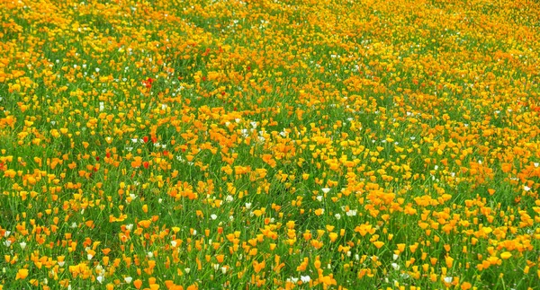 Färgglada blomsterfält i Biei, Japan — Stockfoto