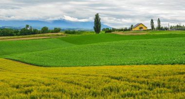 Yaz günü güzel kırsal manzara 