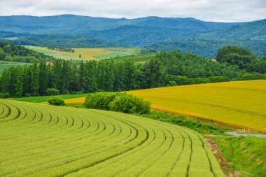 Yaz günü güzel kırsal manzara 