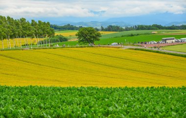 Yaz günü güzel kırsal manzara 