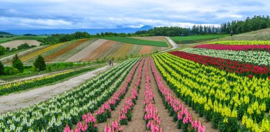 Biei, Japonya'da renkli çiçek tarlası