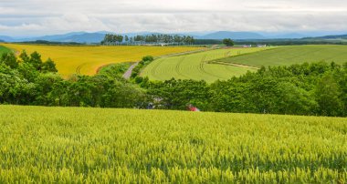 Yaz günü güzel kırsal manzara 