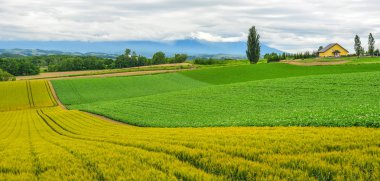 Yaz günü güzel kırsal manzara 
