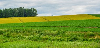 Yaz günü güzel kırsal manzara 