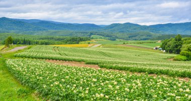 Yaz günü güzel kırsal manzara 