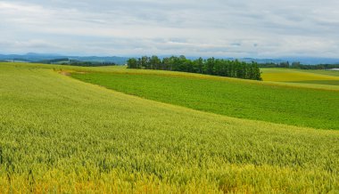 Yaz günü güzel kırsal manzara 