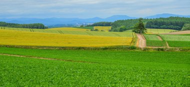 Yaz günü güzel kırsal manzara 