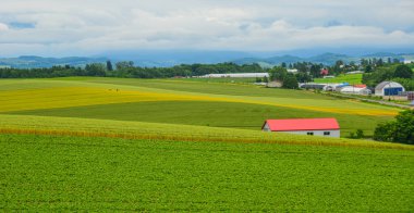 Yaz günü güzel kırsal manzara 
