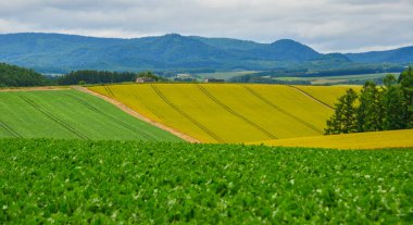 Yaz günü güzel kırsal manzara 