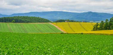 Yaz günü güzel kırsal manzara 