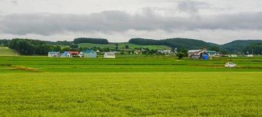 Güzel pirinç alan: Akita, Japan