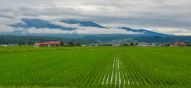 Güzel pirinç alan: Akita, Japan