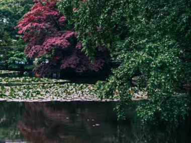Yaz aylarında yeşil yapraklar ve ağaçlar 