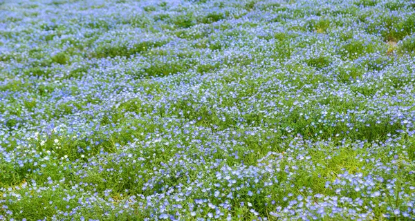 Színes virágtér Biei, Japán — Stock Fotó