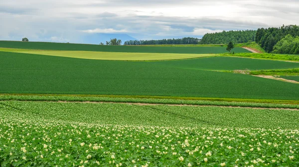 Hermoso paisaje rural en el día de verano — Foto de Stock