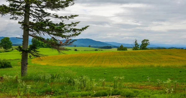 Schöne ländliche Landschaft an Sommertagen — Stockfoto