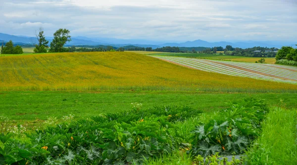 Bela paisagem rural no dia de verão — Fotografia de Stock