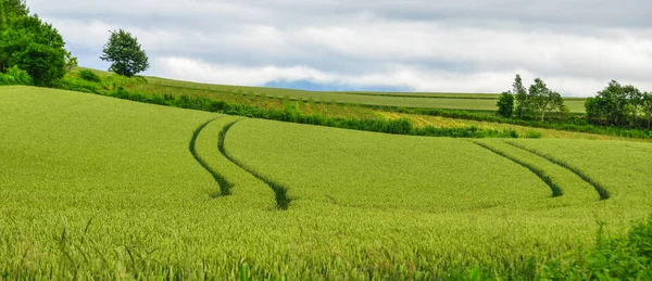 Beautiful rural scenery at summer day — Stock Photo, Image