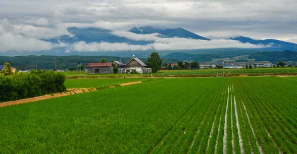 Beautiful rice field in Akita, Japan — Stock Photo, Image