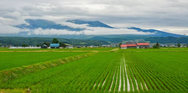 아름 다운 쌀 필드 아키타, 일본 — 스톡 사진