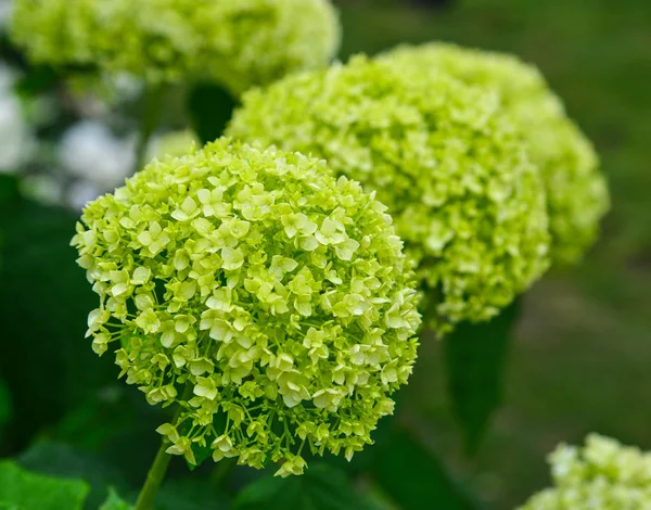 Güneşli bir günde yeşil Ortanca çiçekleri — Stok fotoğraf