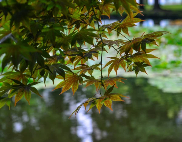 Groene bladeren en bomen in de zomer — Stockfoto