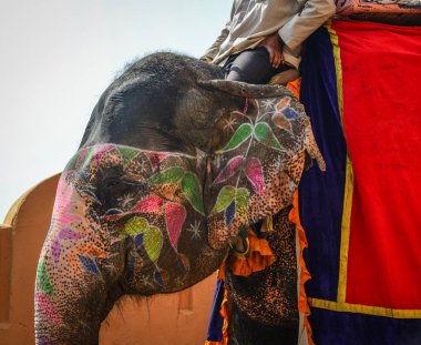 Amber Fort'tan süslenmiş fil sürme
