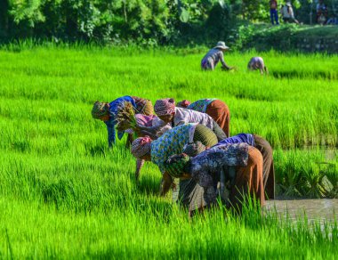 Pirinç tarlasında çalışan çiftçiler 