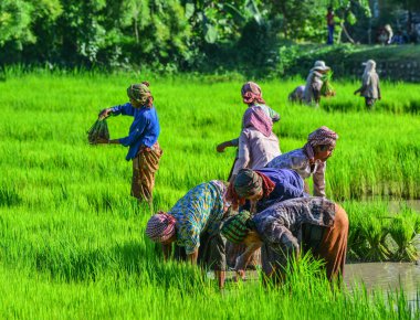 Pirinç tarlasında çalışan çiftçiler 