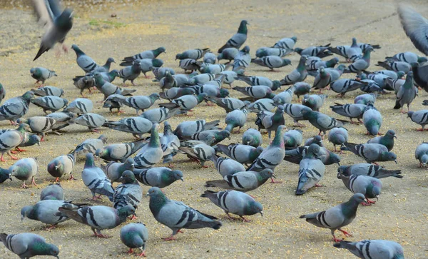 Kasaba meydanında beslenen güvercin sürüsü — Stok fotoğraf