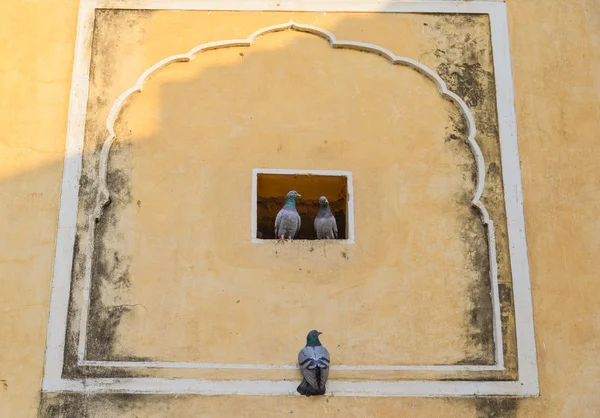 Pigeons relaxant sur le mur de l'ancienne maison — Photo