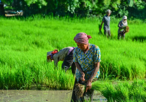 Boeren die op rijstveld werken — Stockfoto