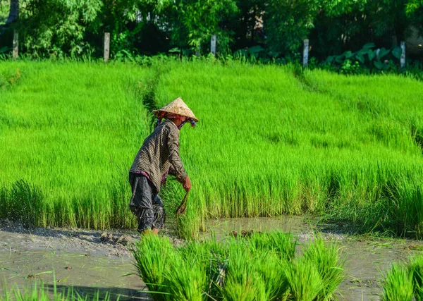 Pirinç tarlasında çalışan çiftçiler — Stok fotoğraf
