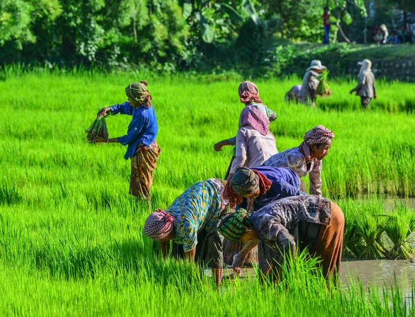 Rolnicy pracujący na polach ryżowych — Zdjęcie stockowe