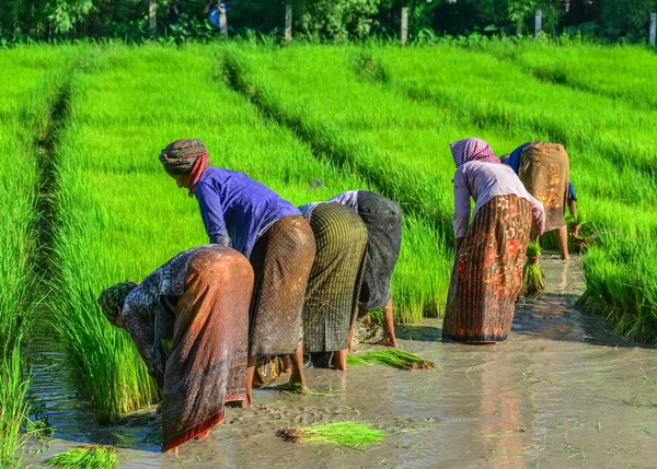 Agricultores que trabajan en el campo de arroz — Foto de Stock